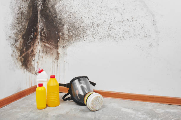 Best Attic Mold Remediation in USA